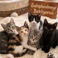 Aşılı wc..