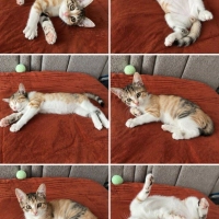 Şans kedi..