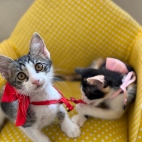🐾 Mochi..