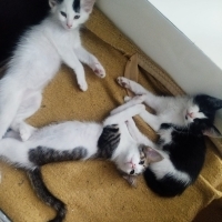 2 aylık t..