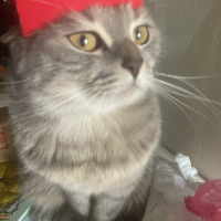 Güzel ked..