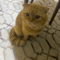 Ömürlük y..