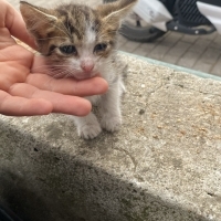 Minik ada..