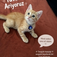 Limon iç..
