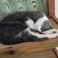 Çok acil..