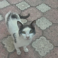 Adı üstün..