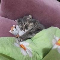Sevgi dol..