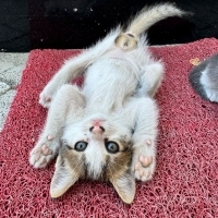 Yavru kedi sahiplendirme