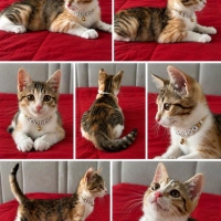 Şans kedi..