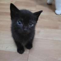 Geçici evinden acil yuva arıyor 🐾