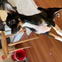 Chihuhua..