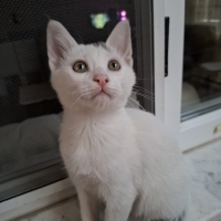 Turşu koz..