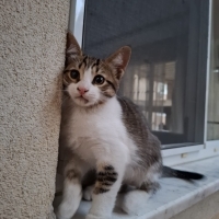 Kedi Şaba..