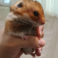 7-8 aylık syrian tipi hamster ücretsiz sahiplendirme gayet sağlıklı ve bakımlı