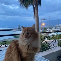 11 aylık..