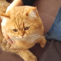 Aşırı uys..