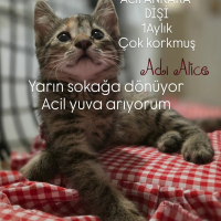 ACİL YUVA..
