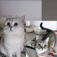 Çok Acil..