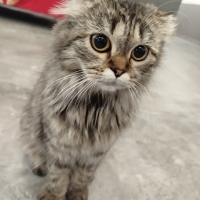 Cins Kedi..