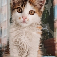 Minik kız..