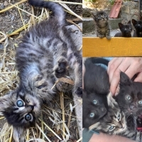 Dünya güz..