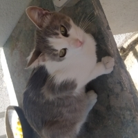 Çok uysal..