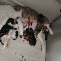 Yeni Doğa..