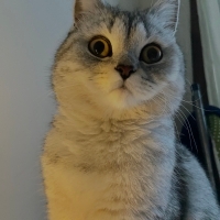 Kısırlaşt..