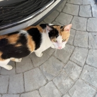 Dünyanın..