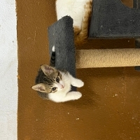Oscar Ömü..