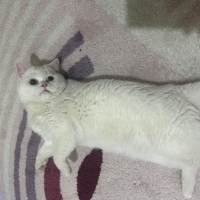Buluta yu..