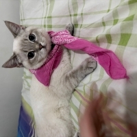 Dişi kedi..