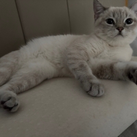 Dişi kedi..