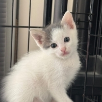 Minik yav..