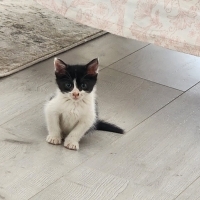 Bebek smo..