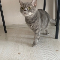 Çocuk dos..