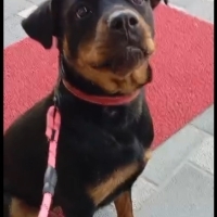 Rottweiler, dişi, kısır, aşılı, tuvalet eğitimi var