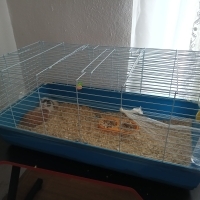 Piglerimi..