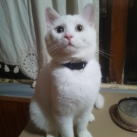 Mavi yeşi..