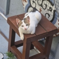Bahçe ve..
