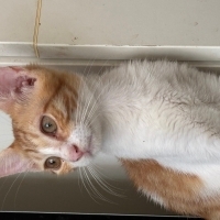 Lütfen ço..