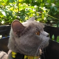 🐾 Ömürlü..