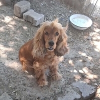 GENÇ DİŞİ..