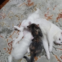 3 YAVRU K..
