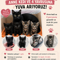 Anne ve 4..