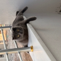 🐱 Yuva A..