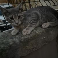 Acil yuva..