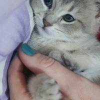 Temas bağ..