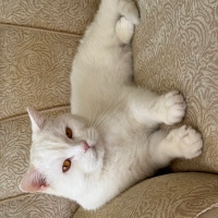 Pamuğa Yu..