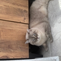 Acil ömür..